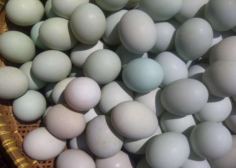 Produksi Telur Itik  Pessel Tembus Pasar Luar Provinsi 